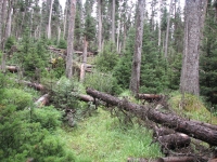Blowdowns on the trail